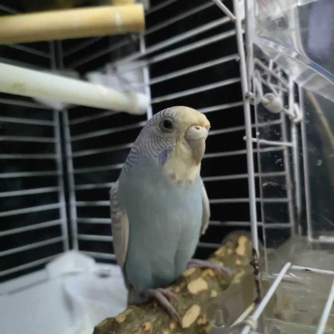 少爷抛媚眼