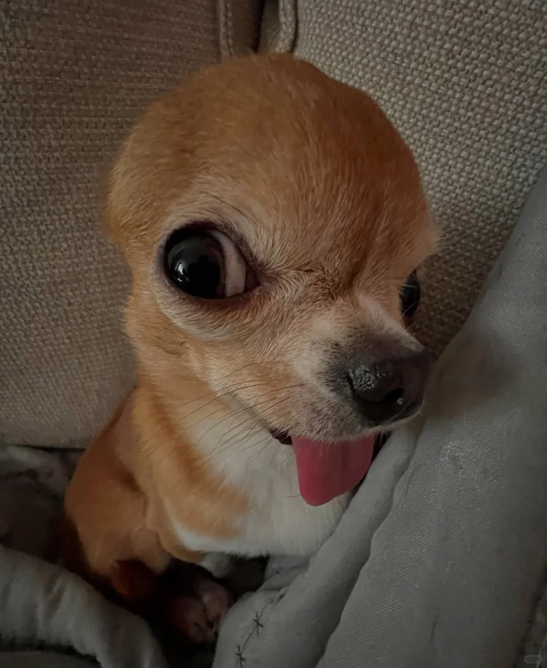媚眼