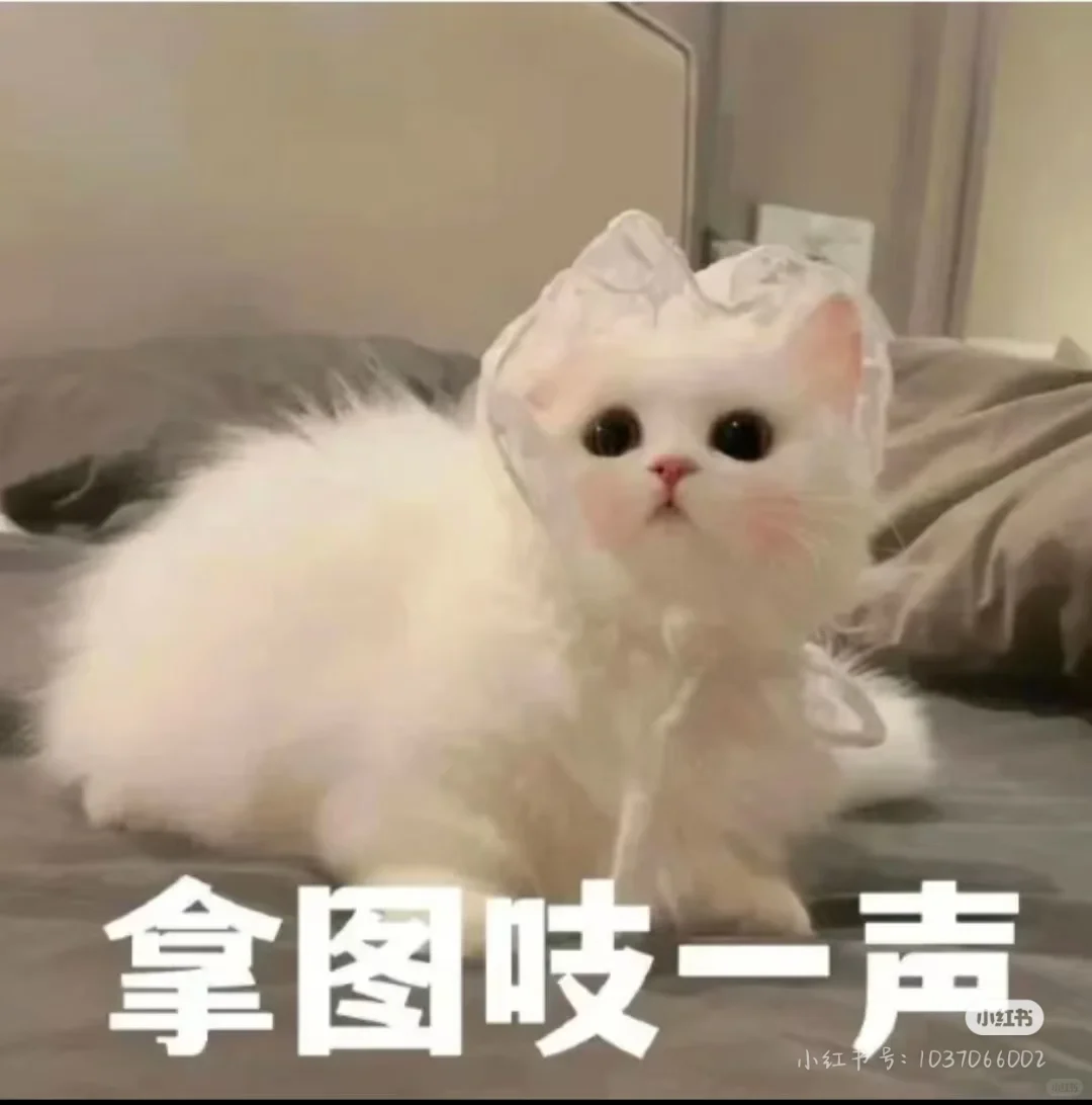 哇，千金小姐姐来啦！！！