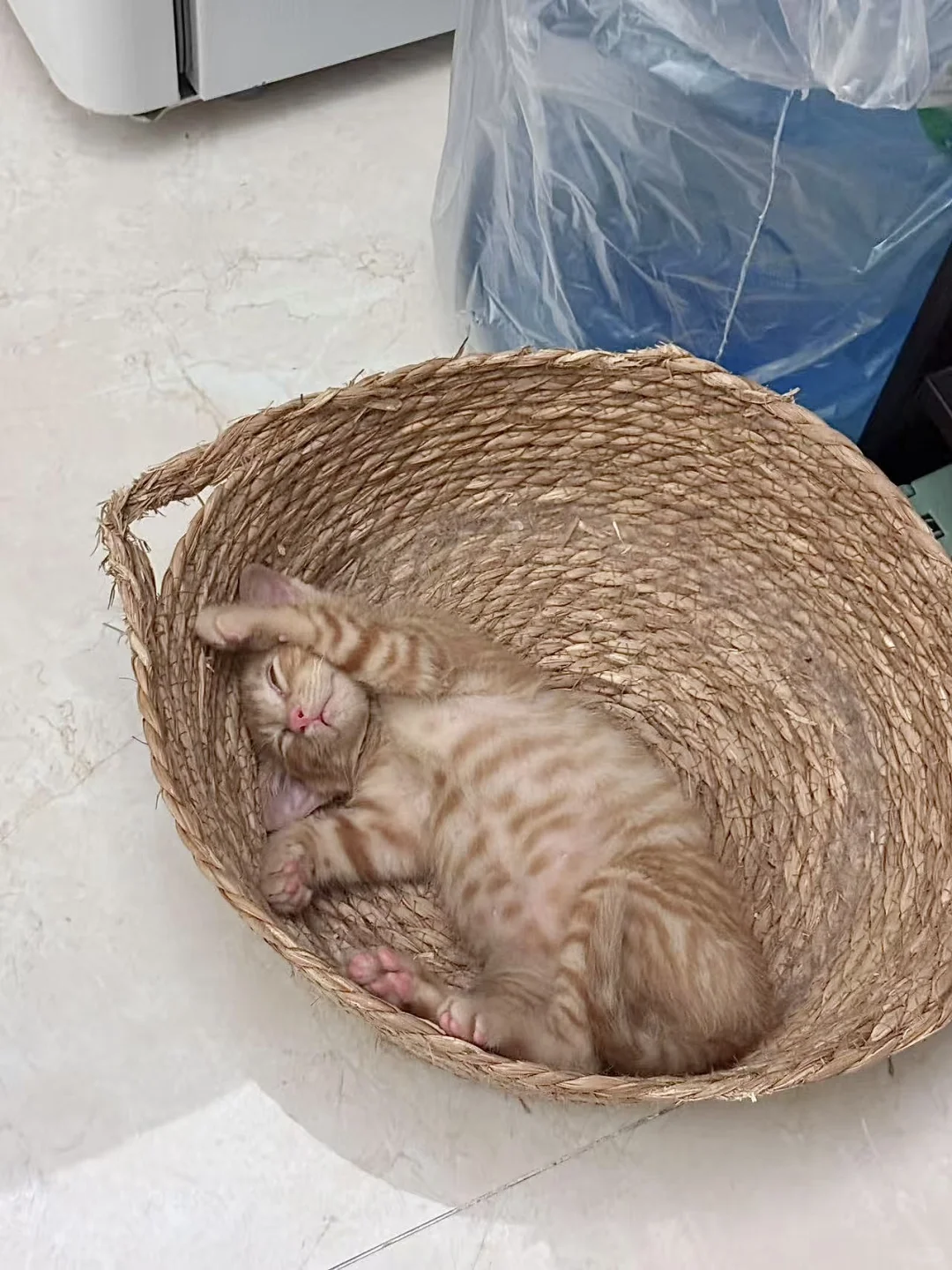 妖娆睡姿小猫找领养！南昌 无偿 活泼
