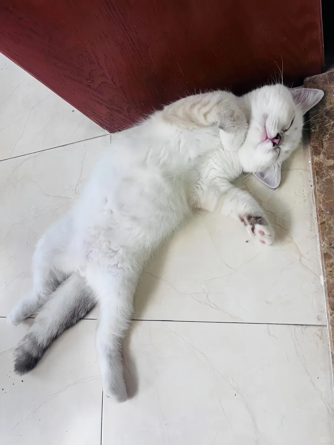 挑战睡觉最妖娆的猫猫