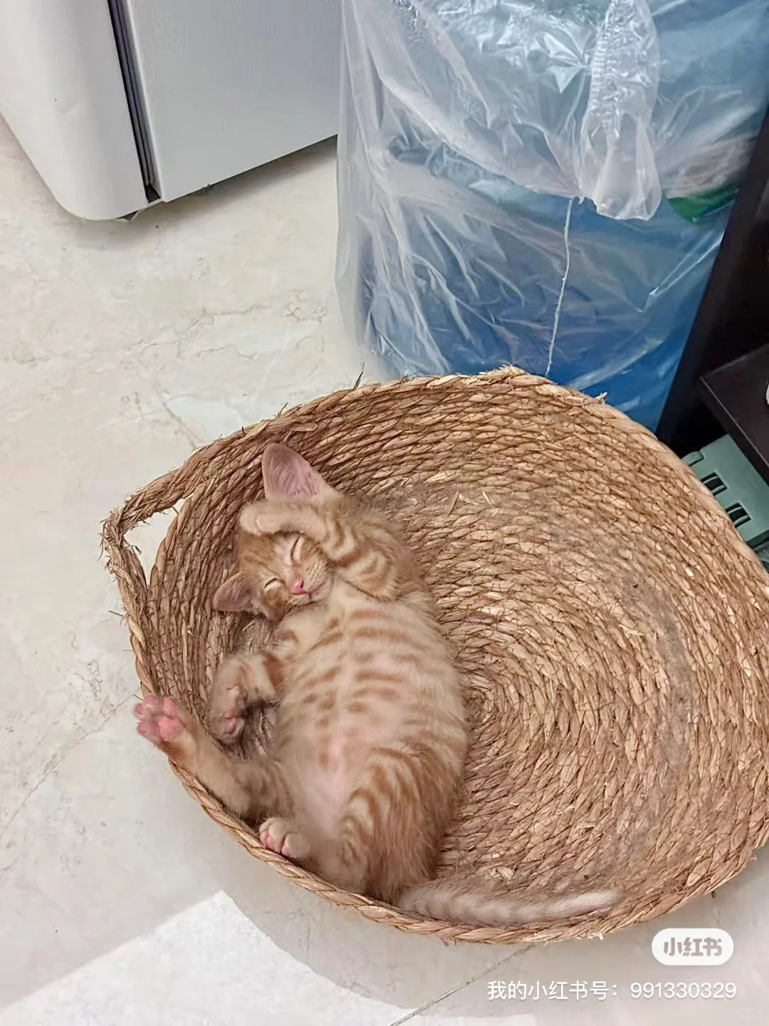 妖娆睡姿小猫找领养！南昌 无偿 活泼