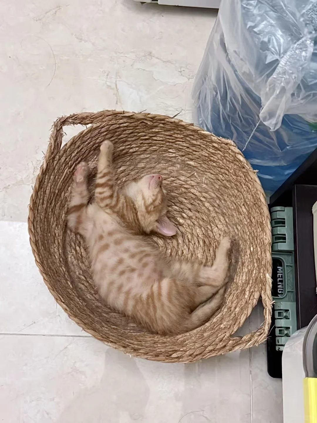 妖娆睡姿小猫找领养！南昌 无偿 活泼