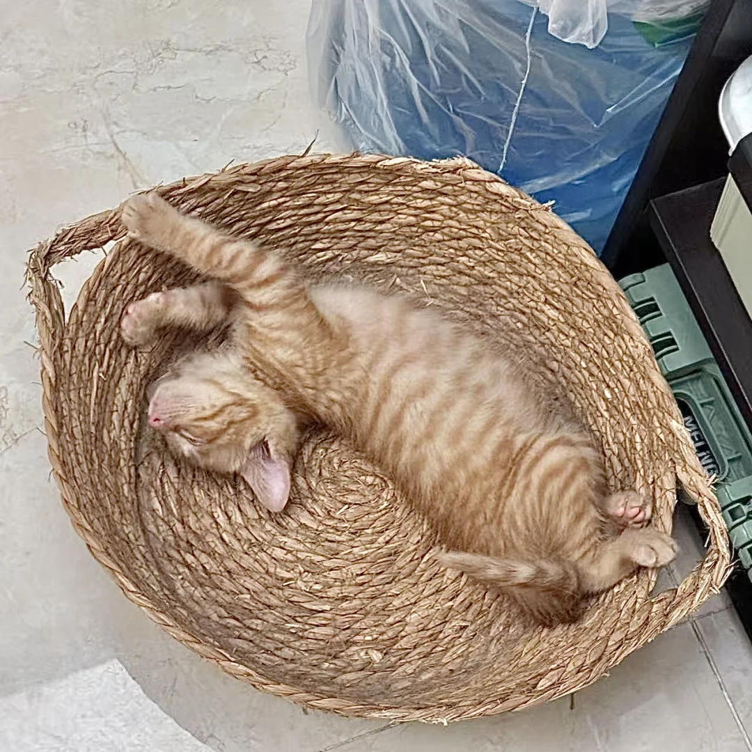 妖娆睡姿小猫找领养！南昌 无偿 活泼
