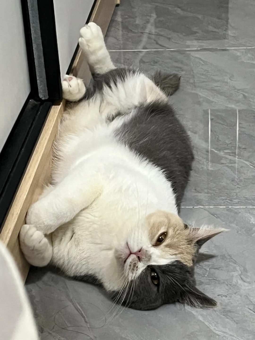 猫咪躺着真是太妖娆了