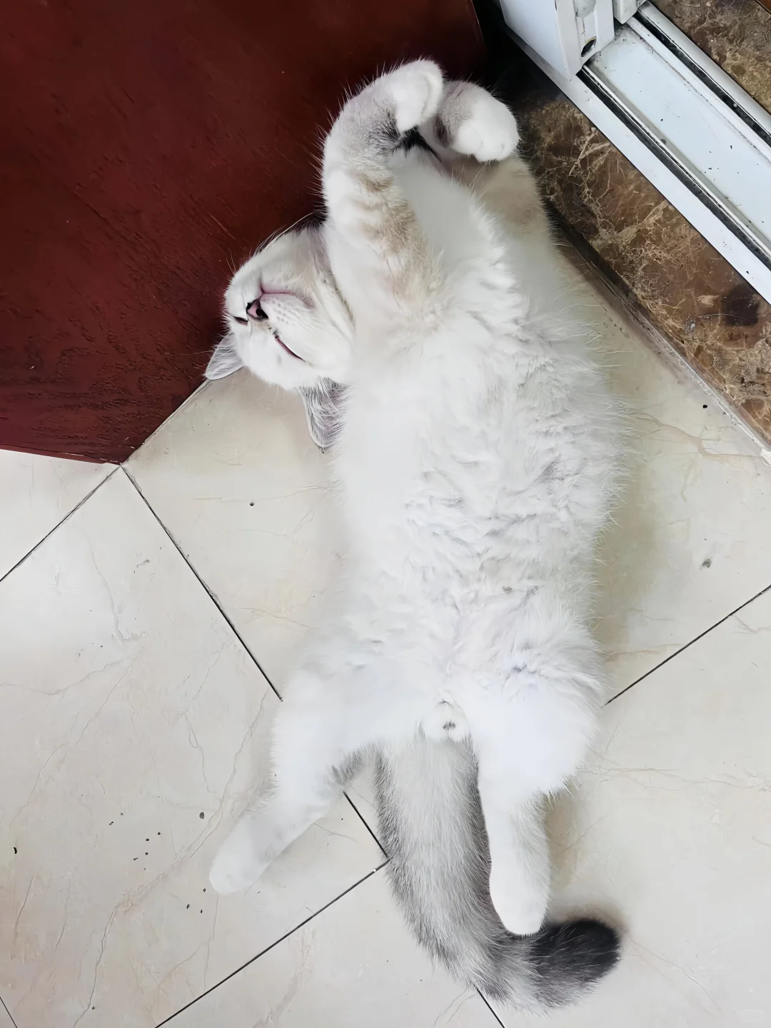 挑战睡觉最妖娆的猫猫