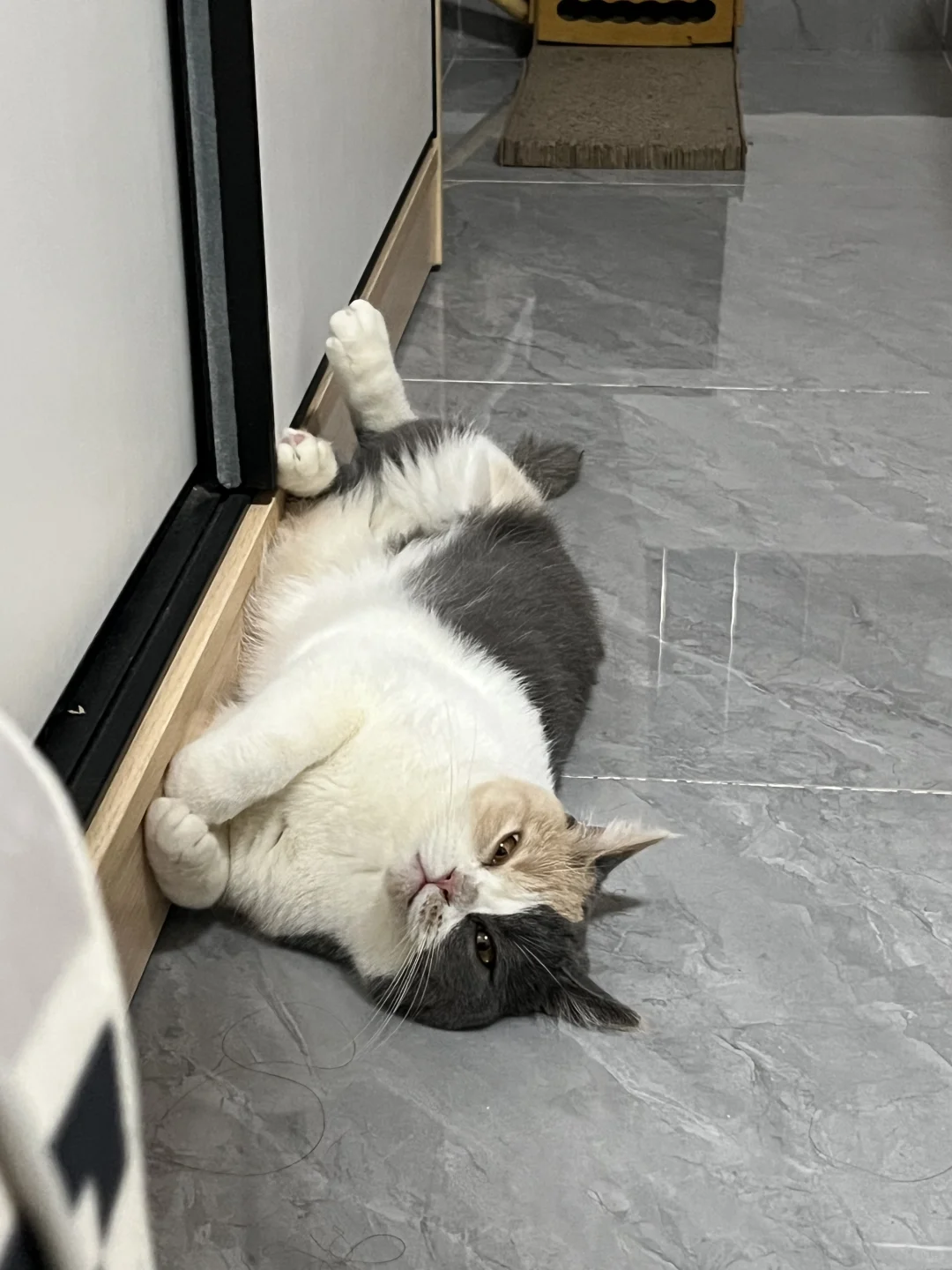 猫咪躺着真是太妖娆了