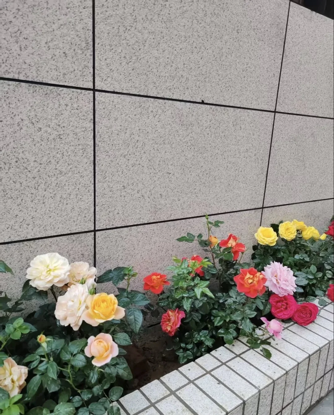 汝湖虾村一组新房出租