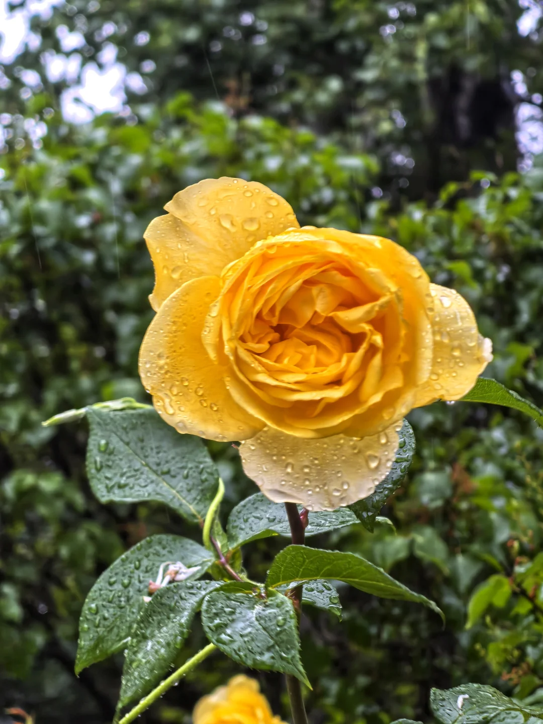 雨中月季