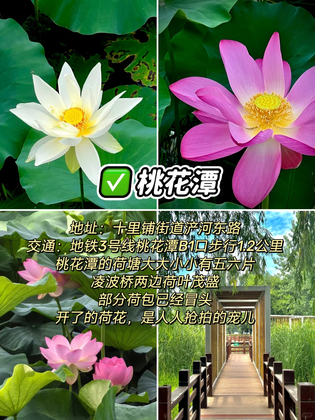 “荷”你相约，西安6个赏“荷”公园