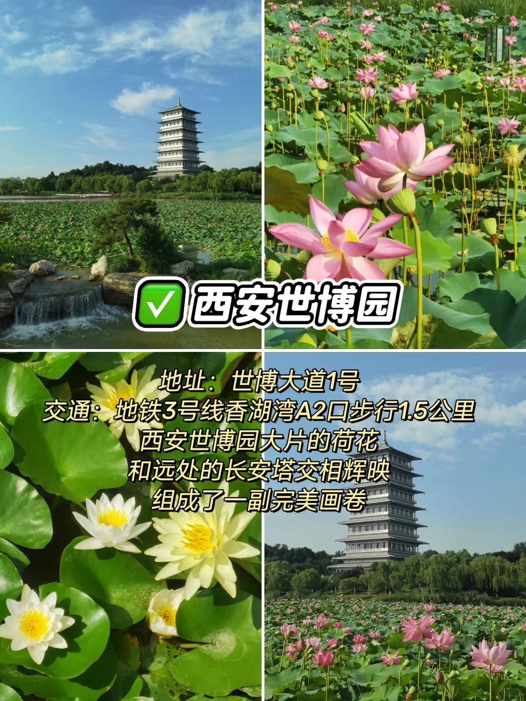 “荷”你相约，西安6个赏“荷”公园