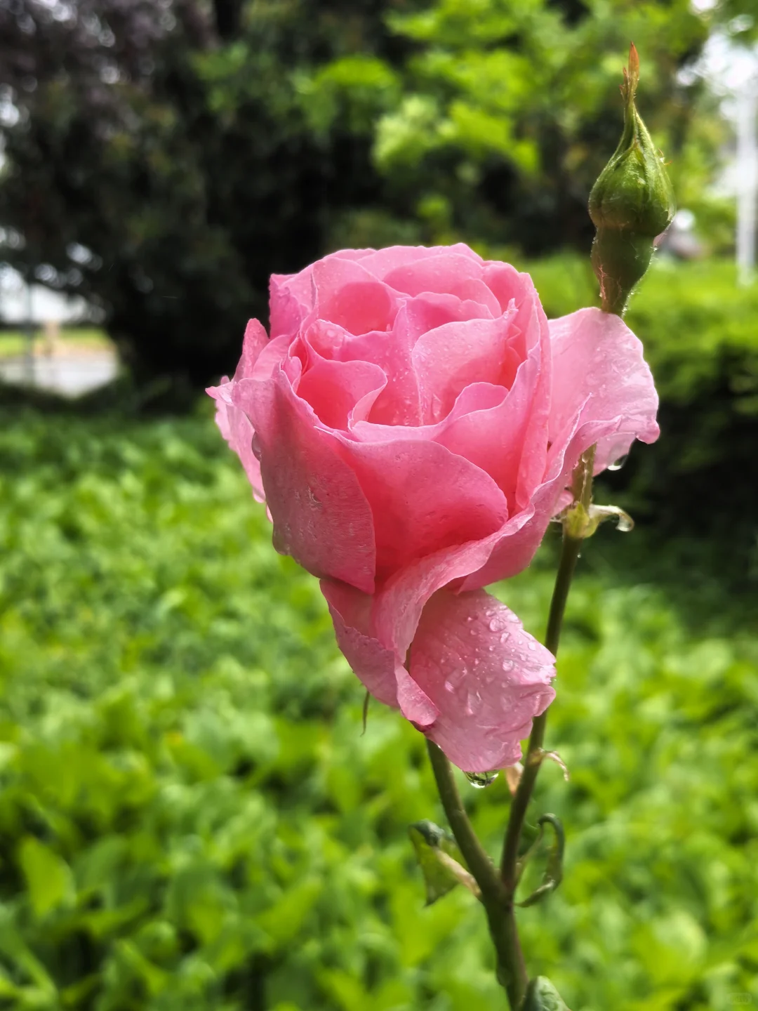 雨中月季