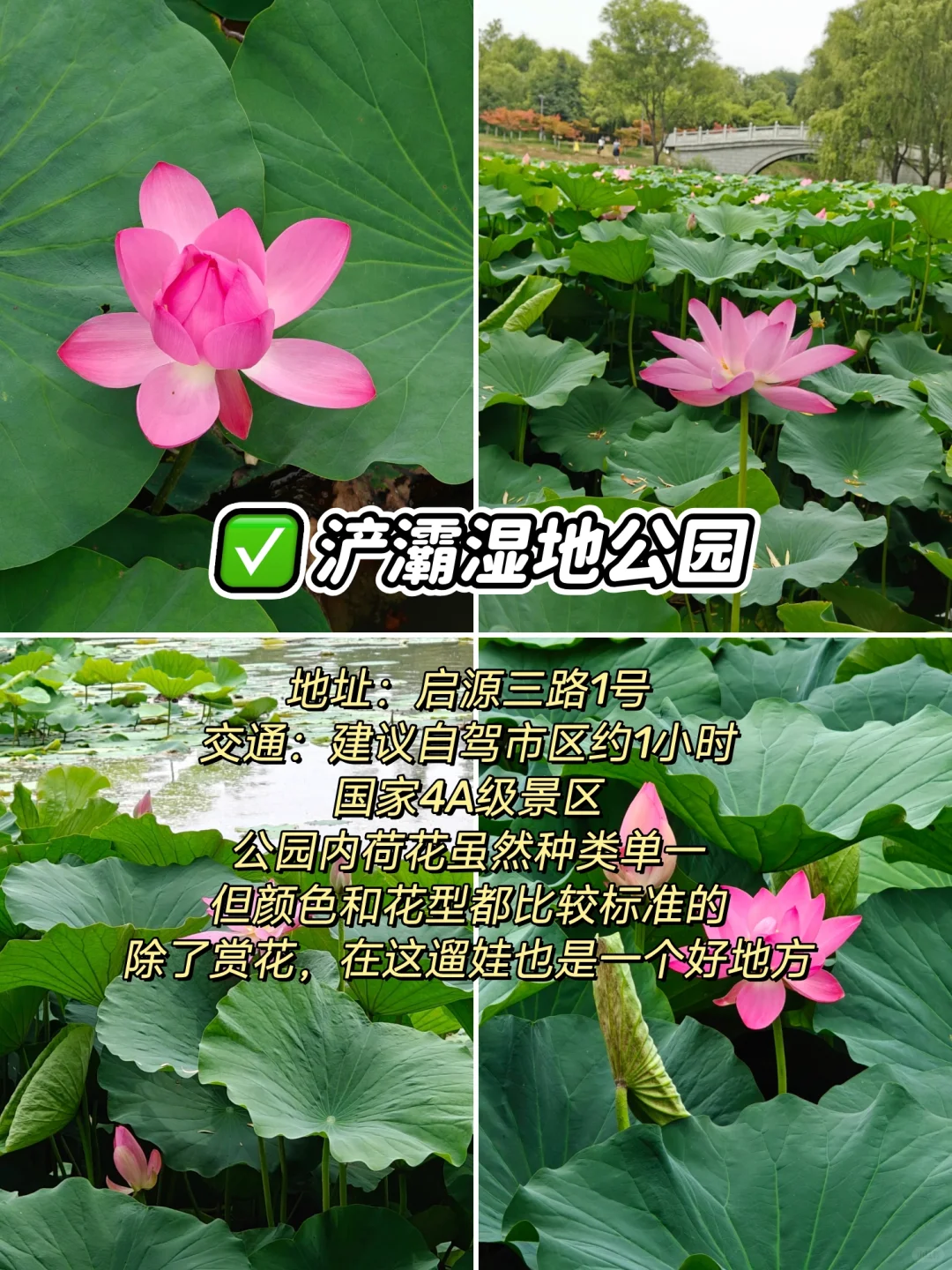 “荷”你相约，西安6个赏“荷”公园