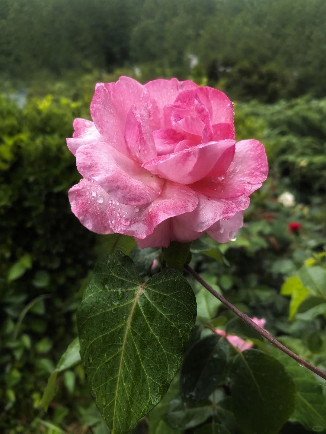雨中月季