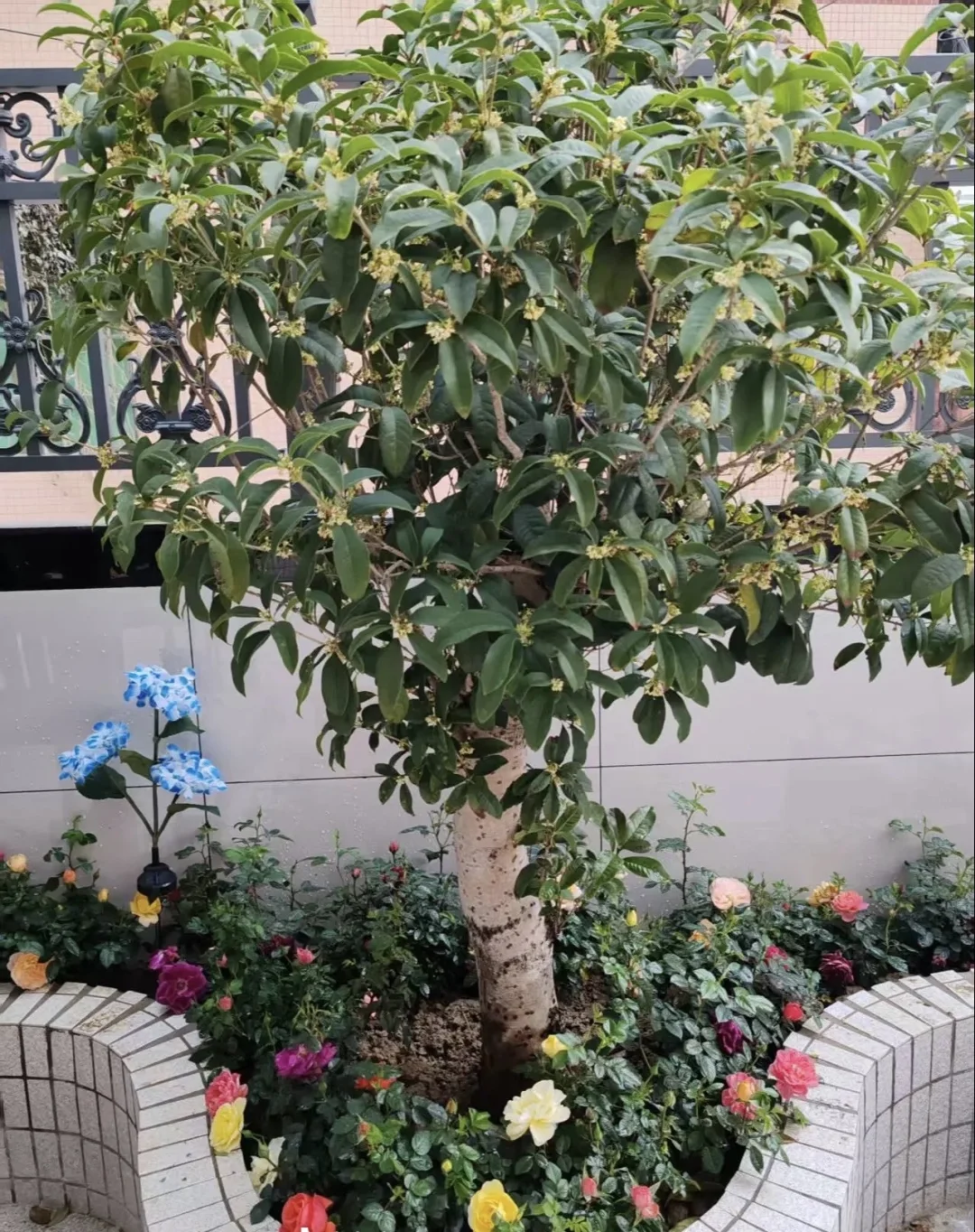 汝湖虾村一组新房出租