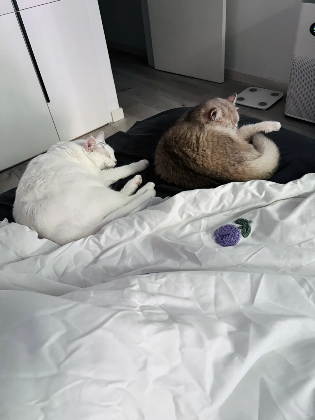 和前妻姐互动全靠猫片苦苦支撑