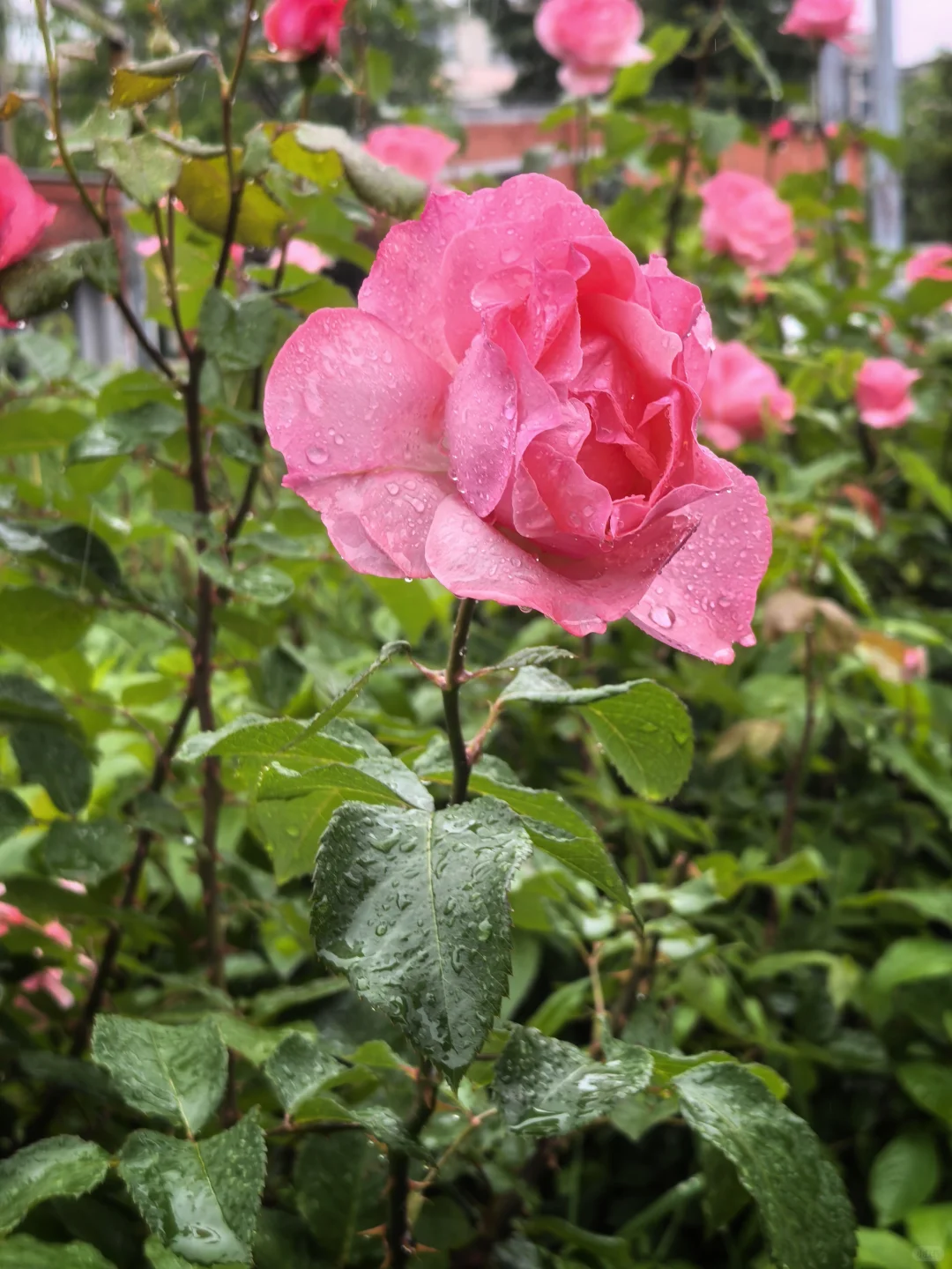 雨中月季