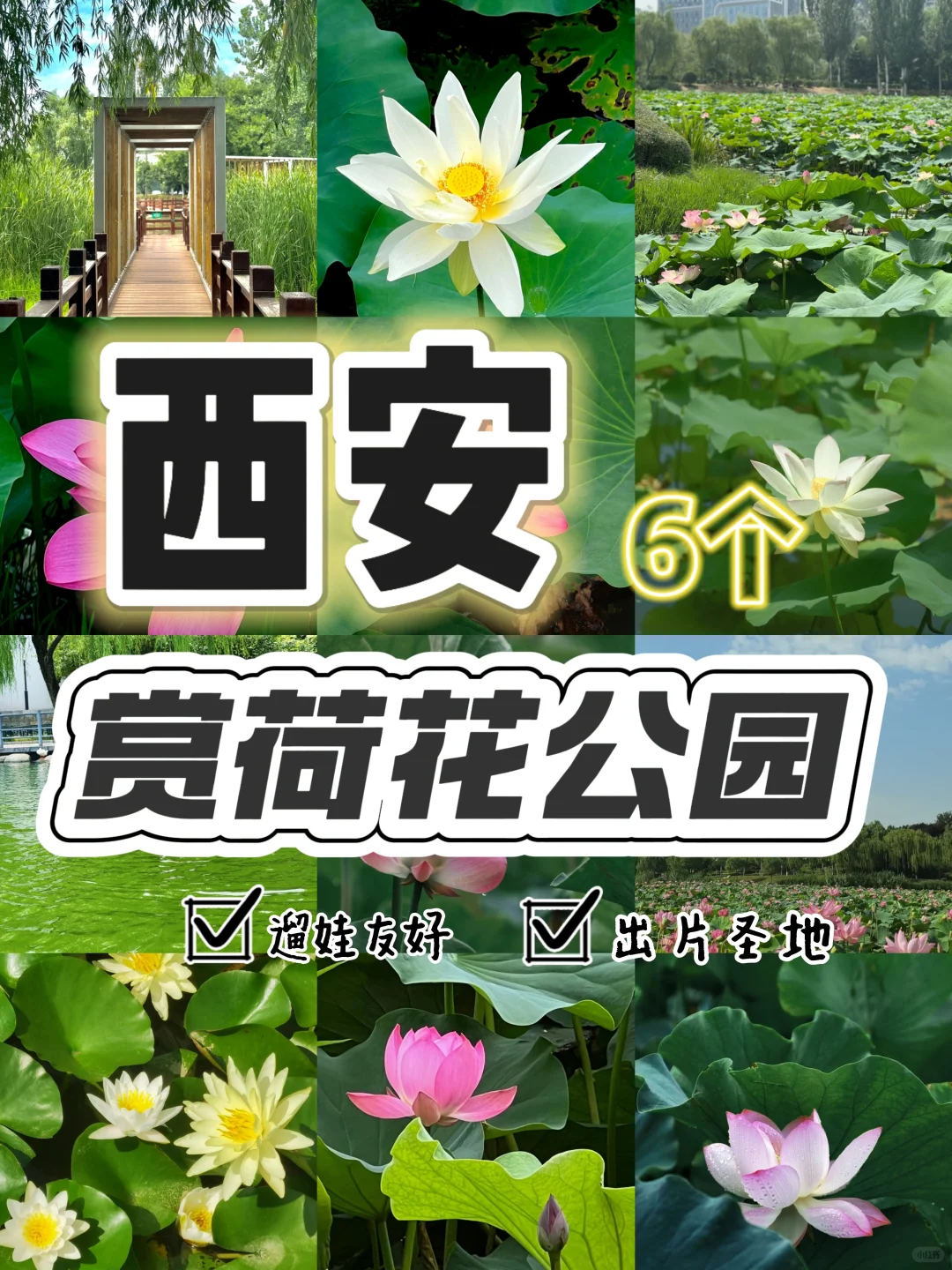 “荷”你相约，西安6个赏“荷”公园