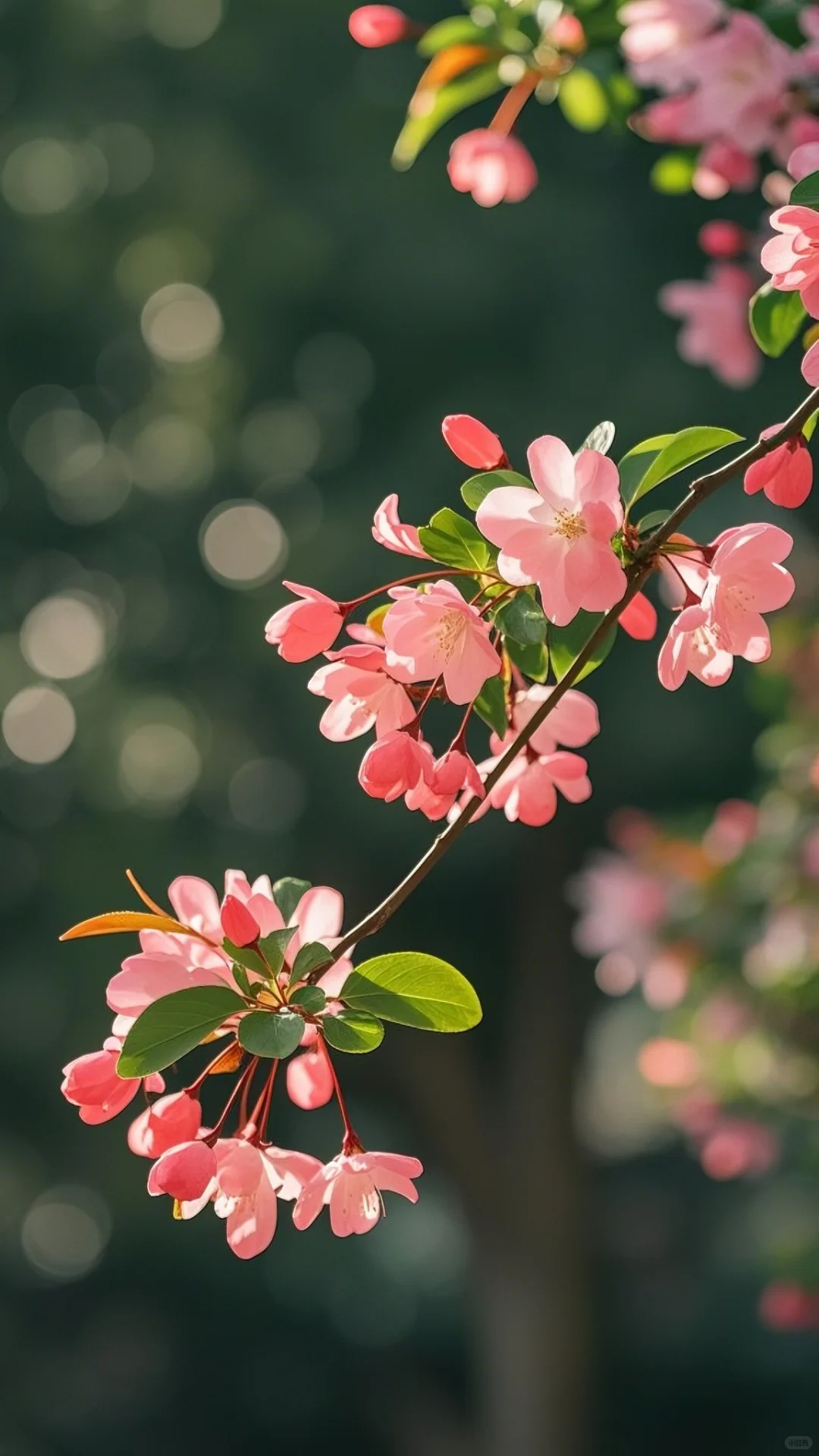 🌸娇艳欲滴，花季如画，自然最美的馈赠。