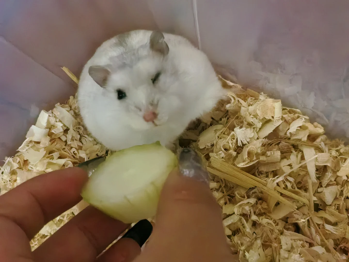 爱抛媚眼的鼠子