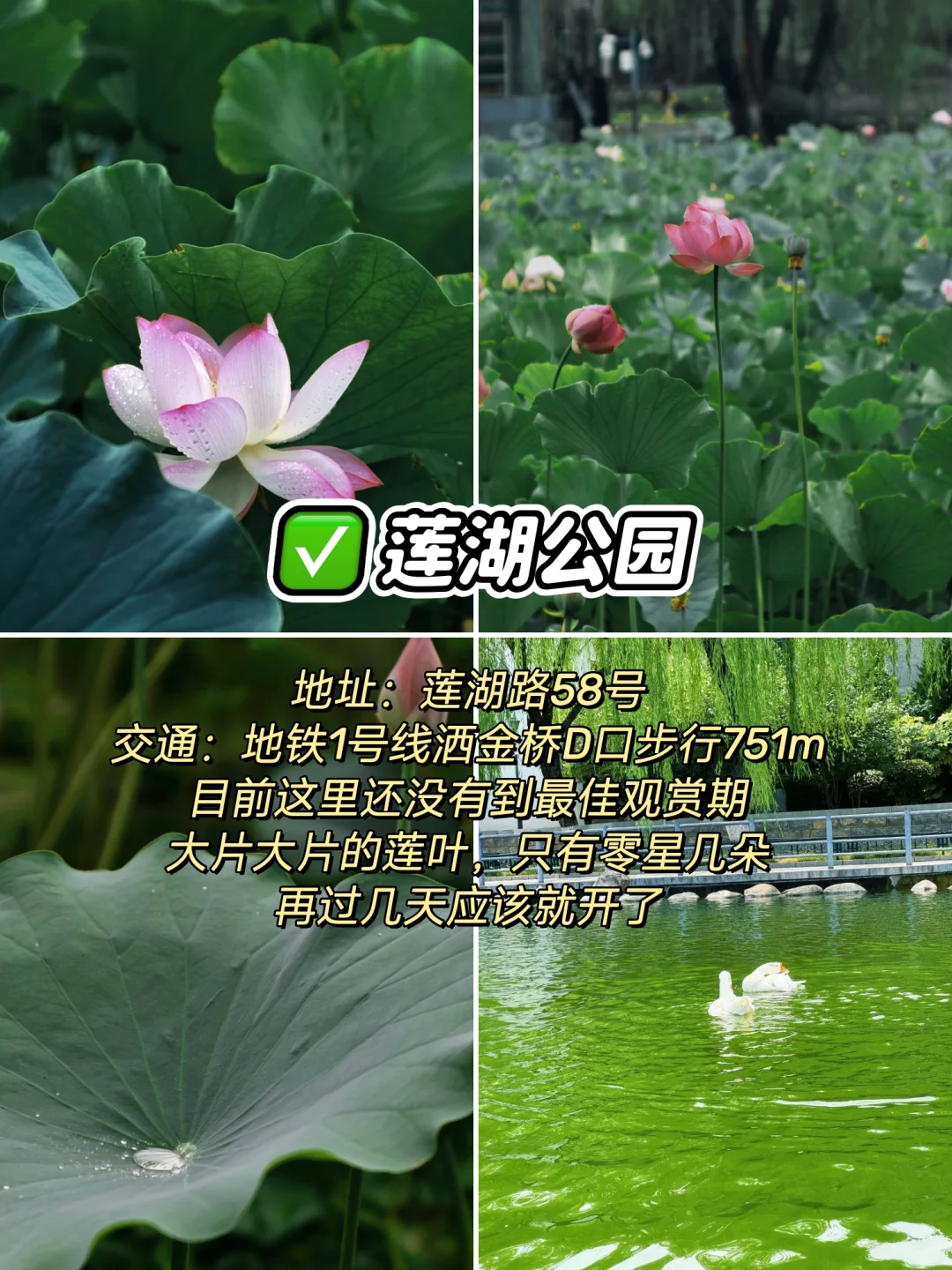“荷”你相约，西安6个赏“荷”公园