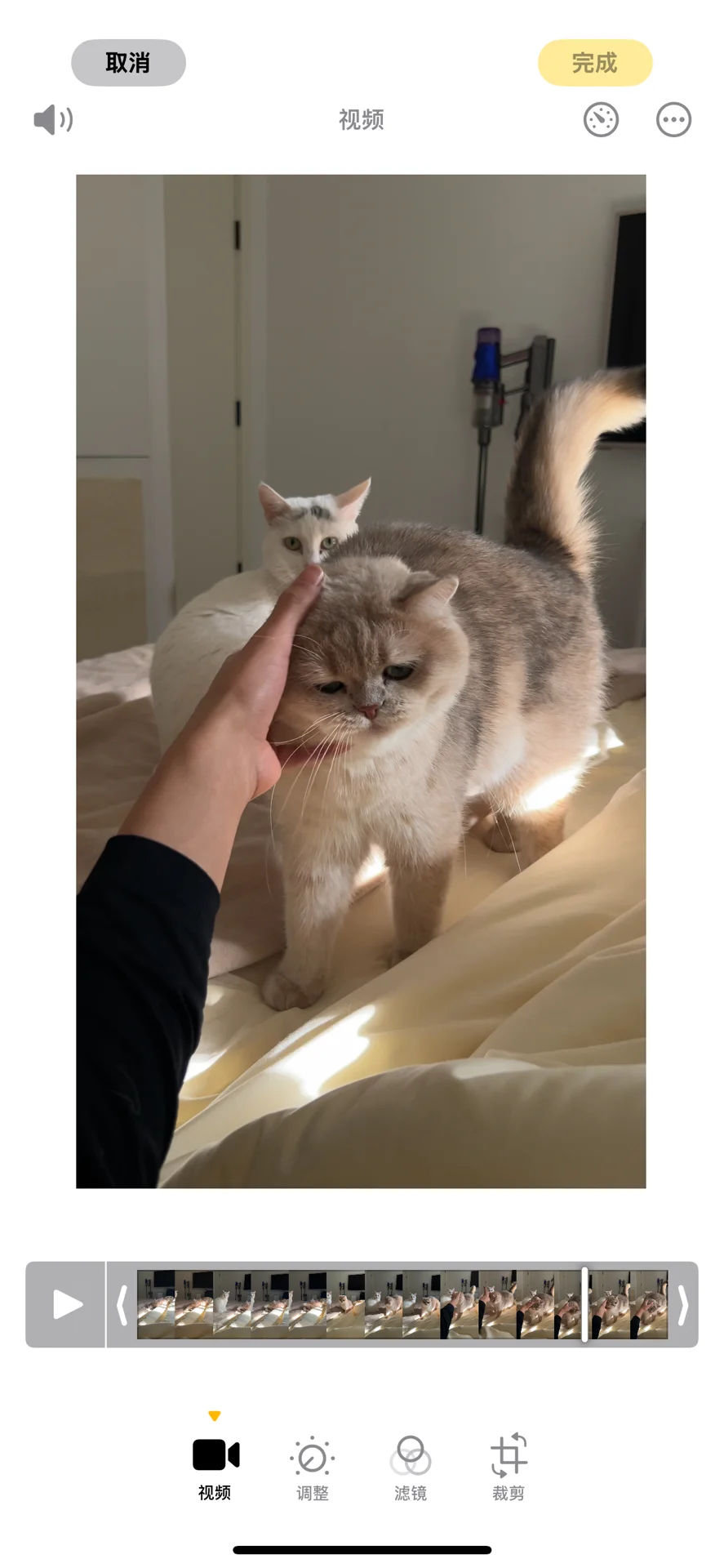和前妻姐互动全靠猫片苦苦支撑