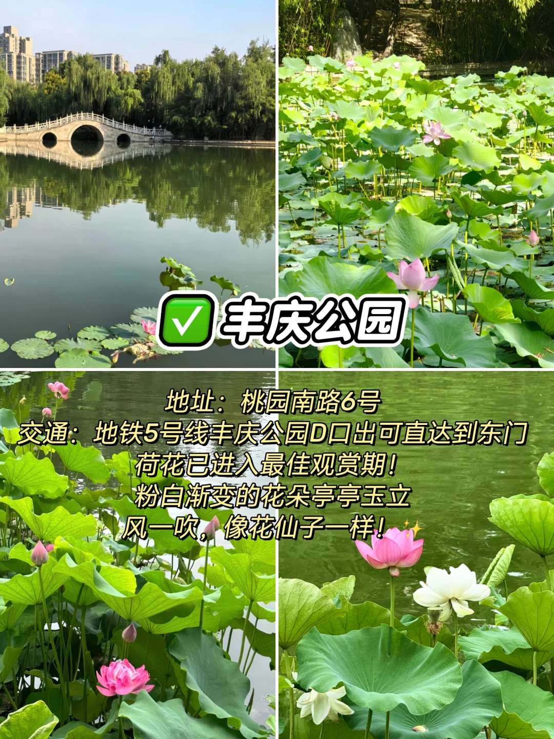 “荷”你相约，西安6个赏“荷”公园