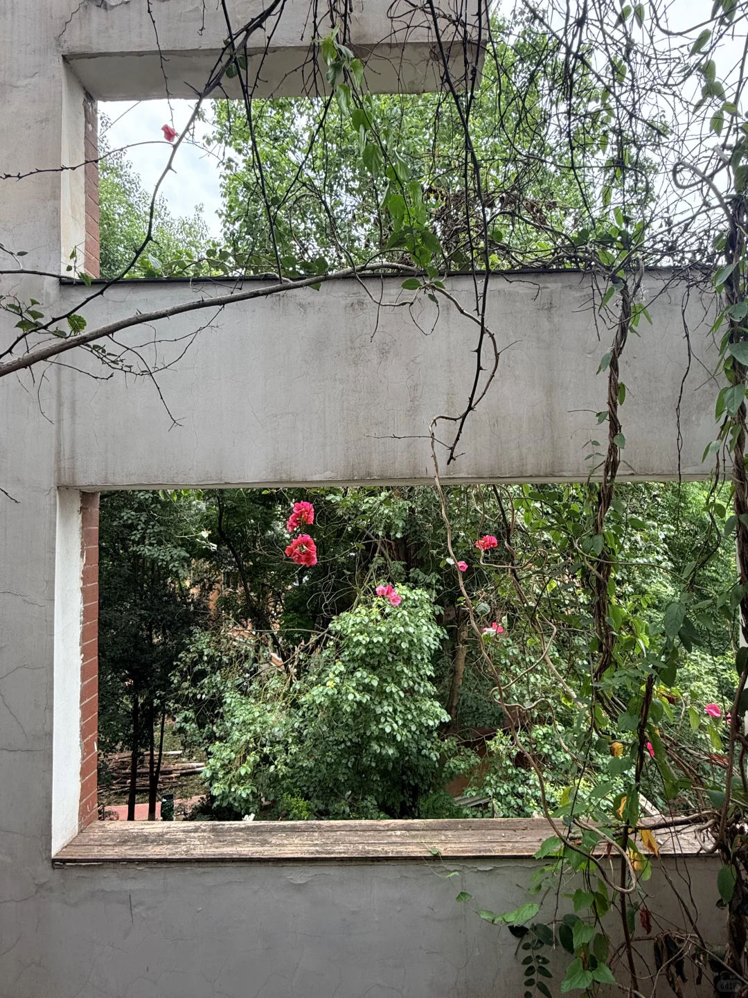 这套顶跃老洋房🏡实地看真的有点出人意料