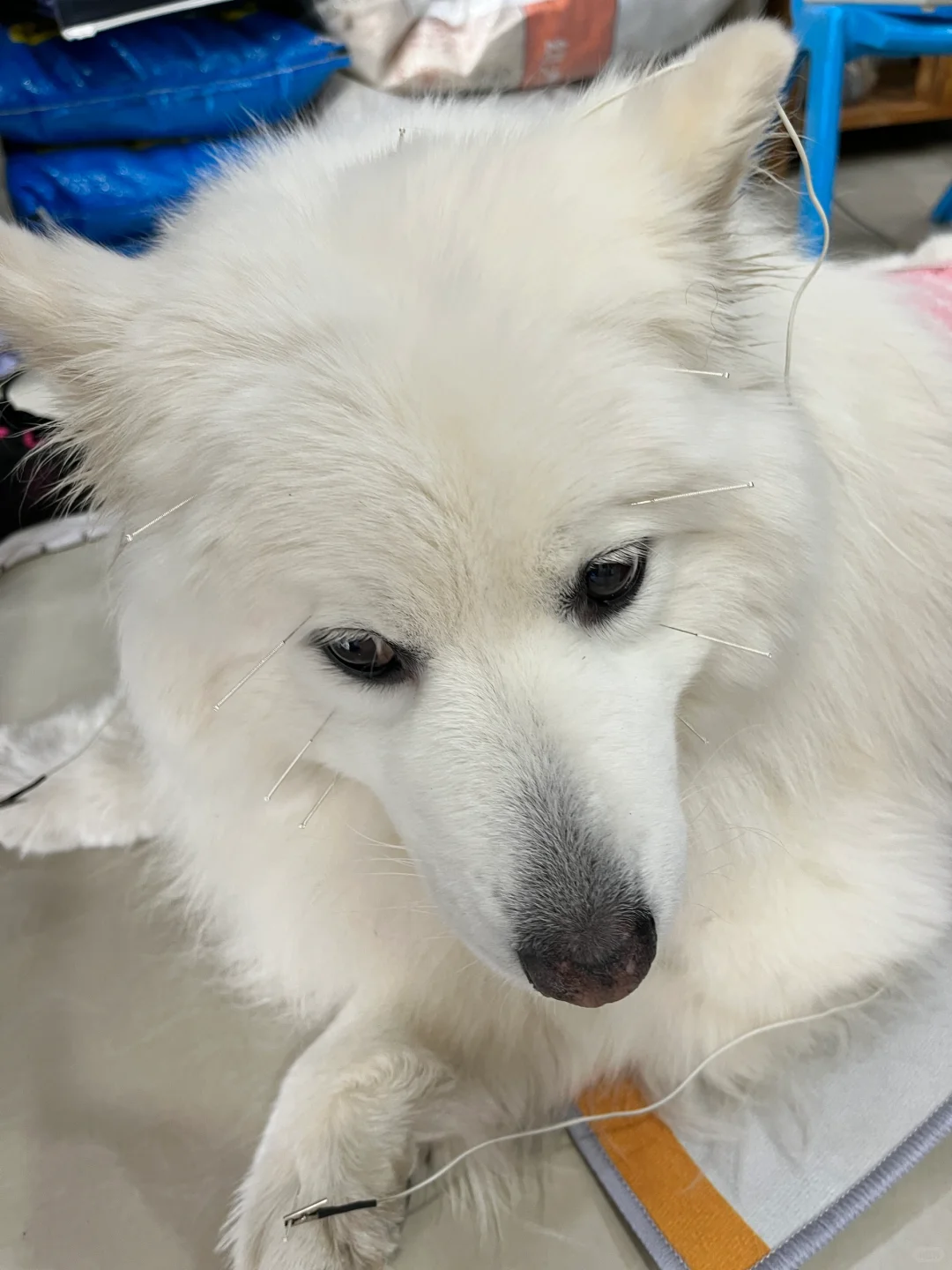 面部针灸