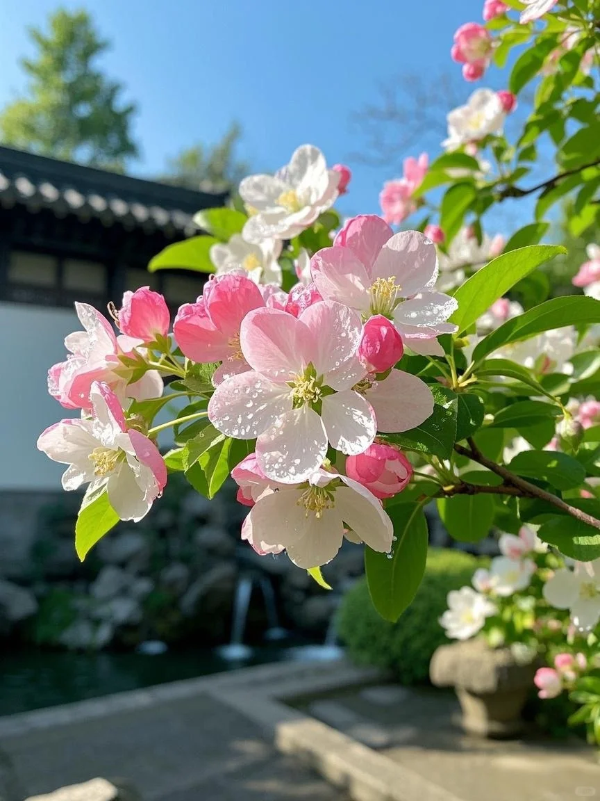 误入江南庭院，邂逅春日海棠盛宴