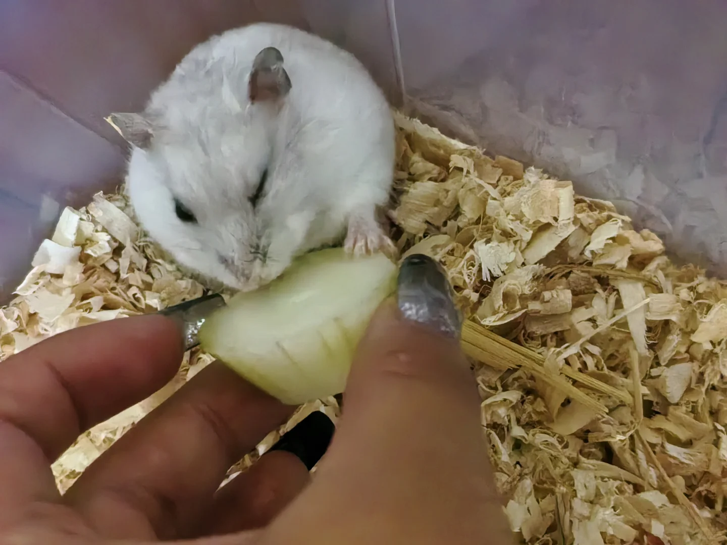 爱抛媚眼的鼠子