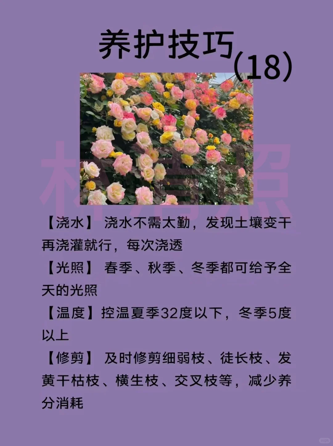 🌸每天认识一种花｜【蔷薇】