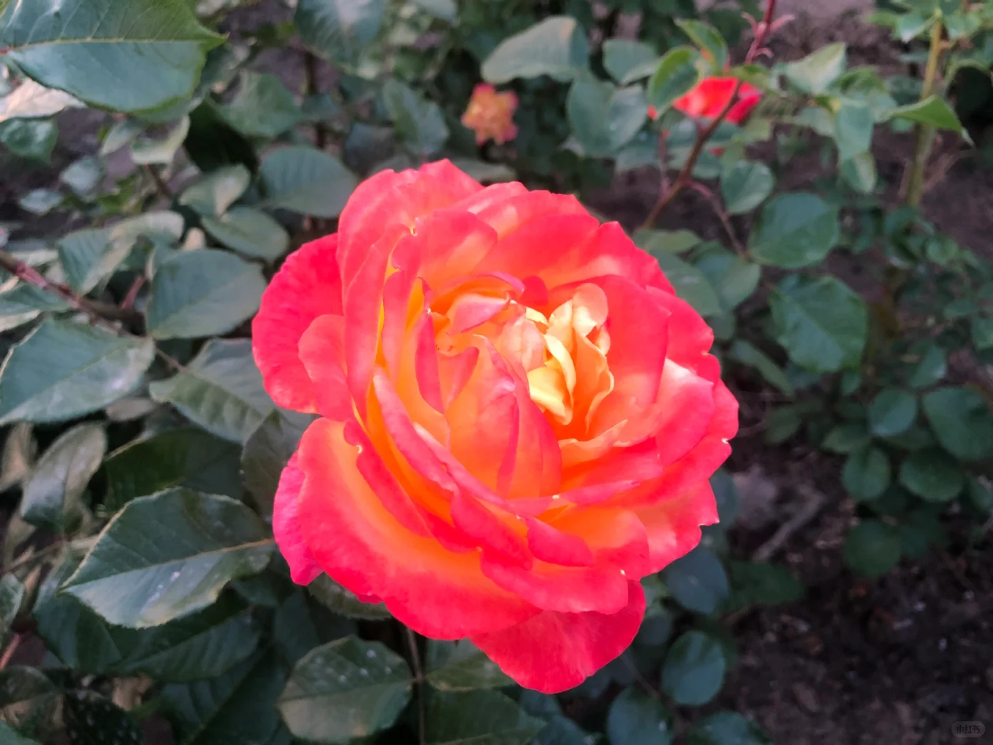 娇艳欲滴的花朵