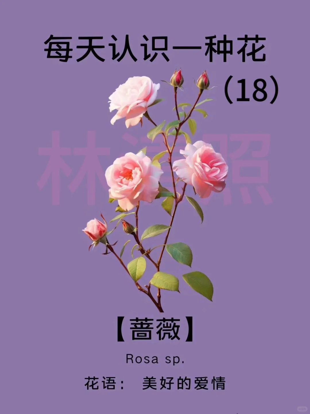 🌸每天认识一种花｜【蔷薇】