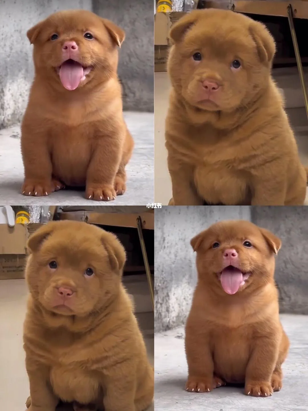 想要一个五红犬