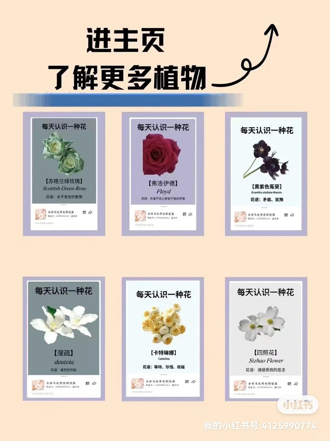 🌸每天认识一种花｜【蔷薇】