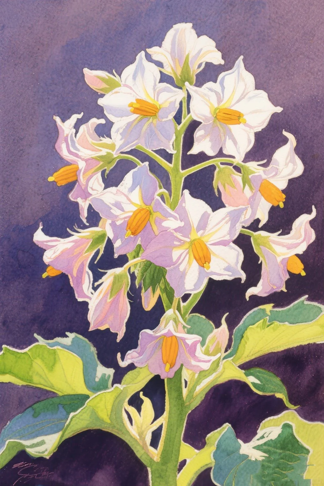 57.洋芋花：简洁大方