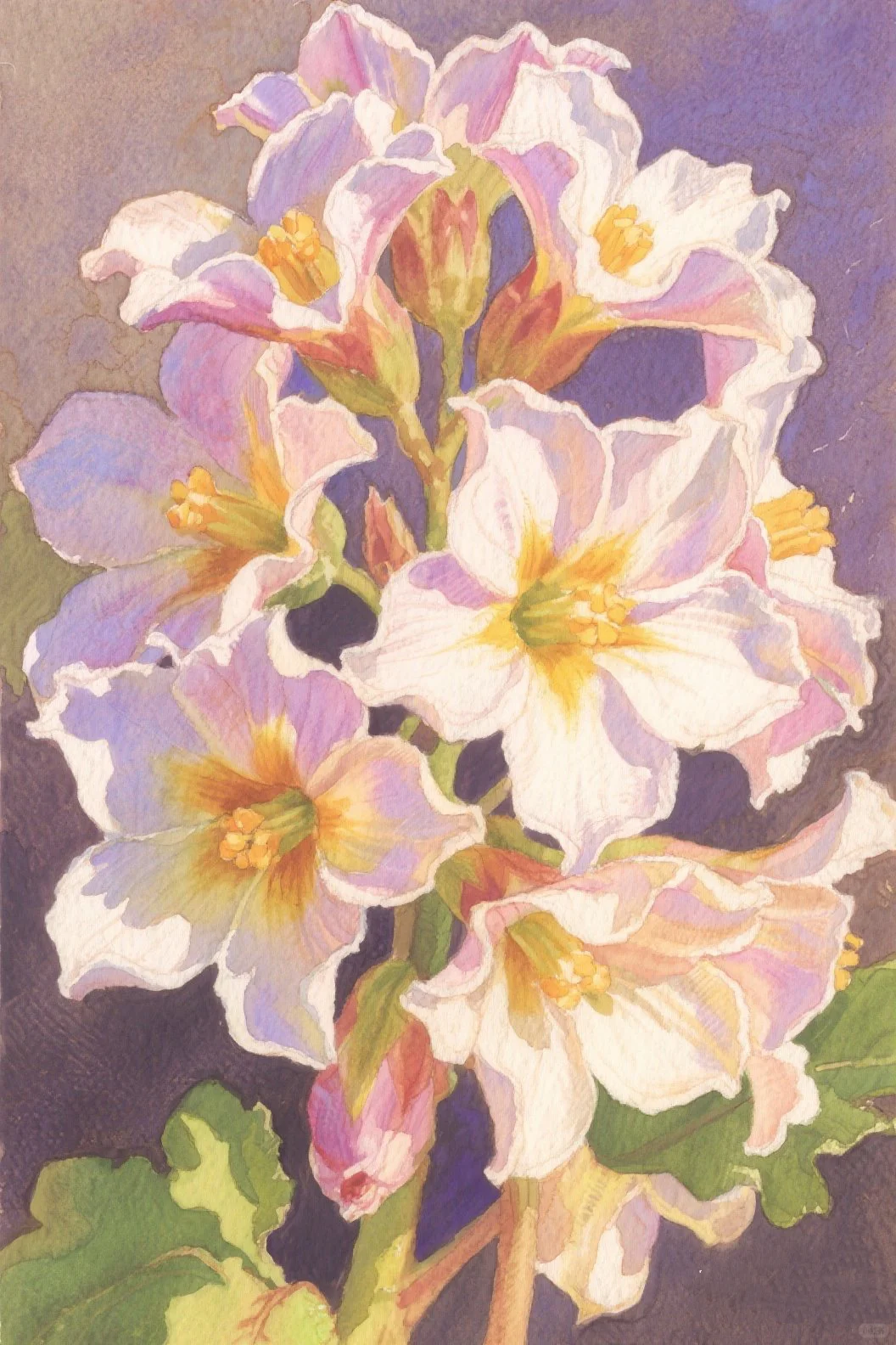 57.洋芋花：简洁大方