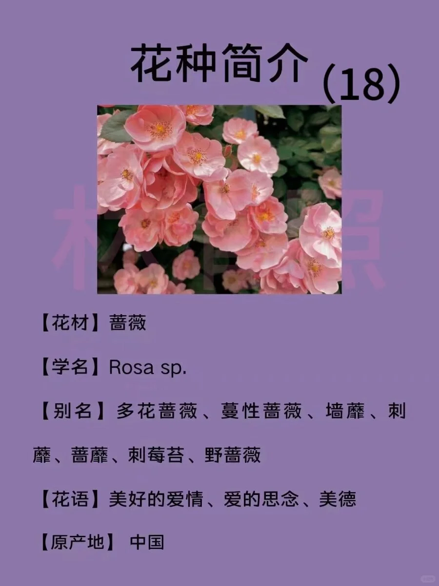 🌸每天认识一种花｜【蔷薇】