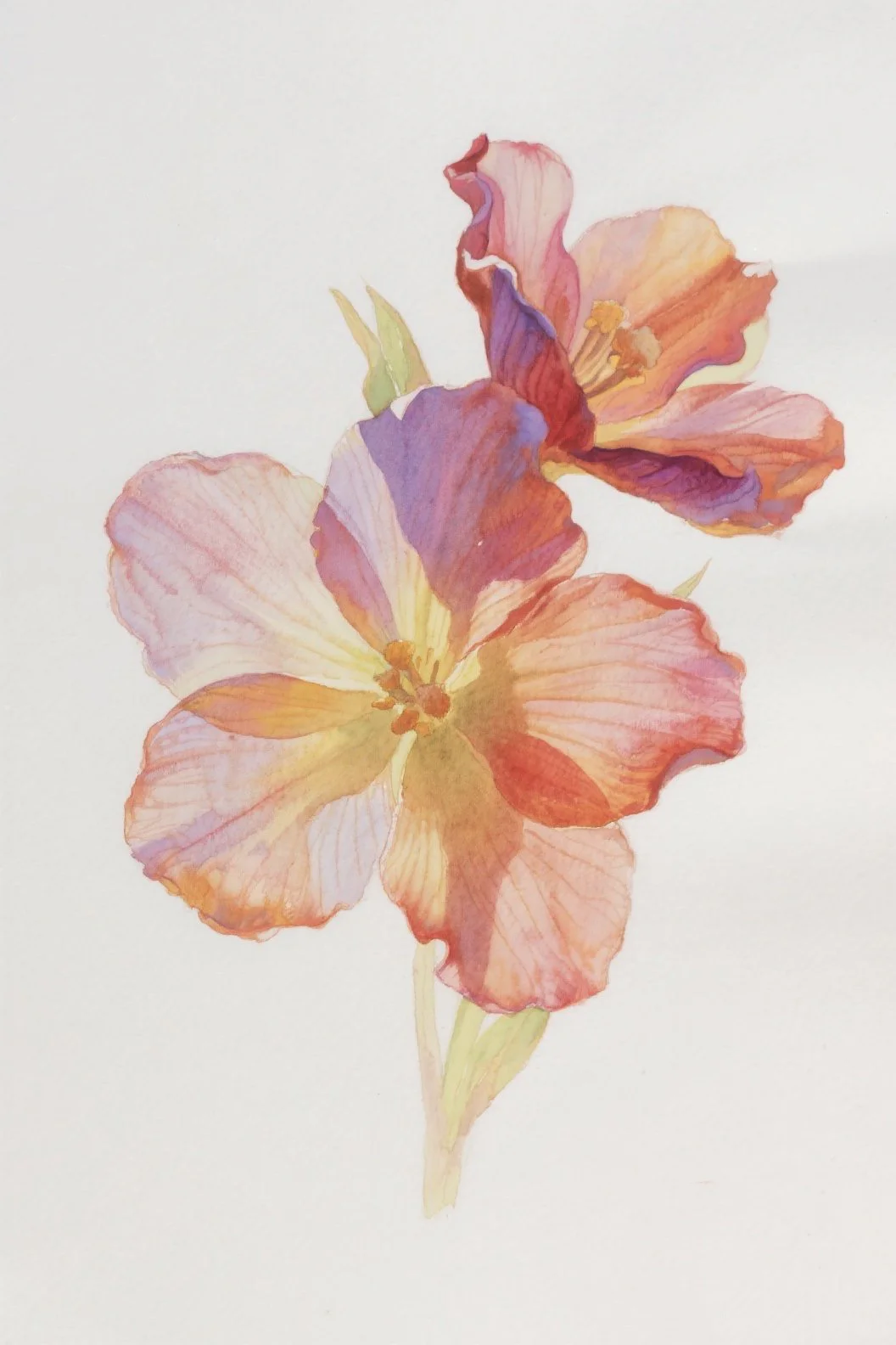57.洋芋花：简洁大方