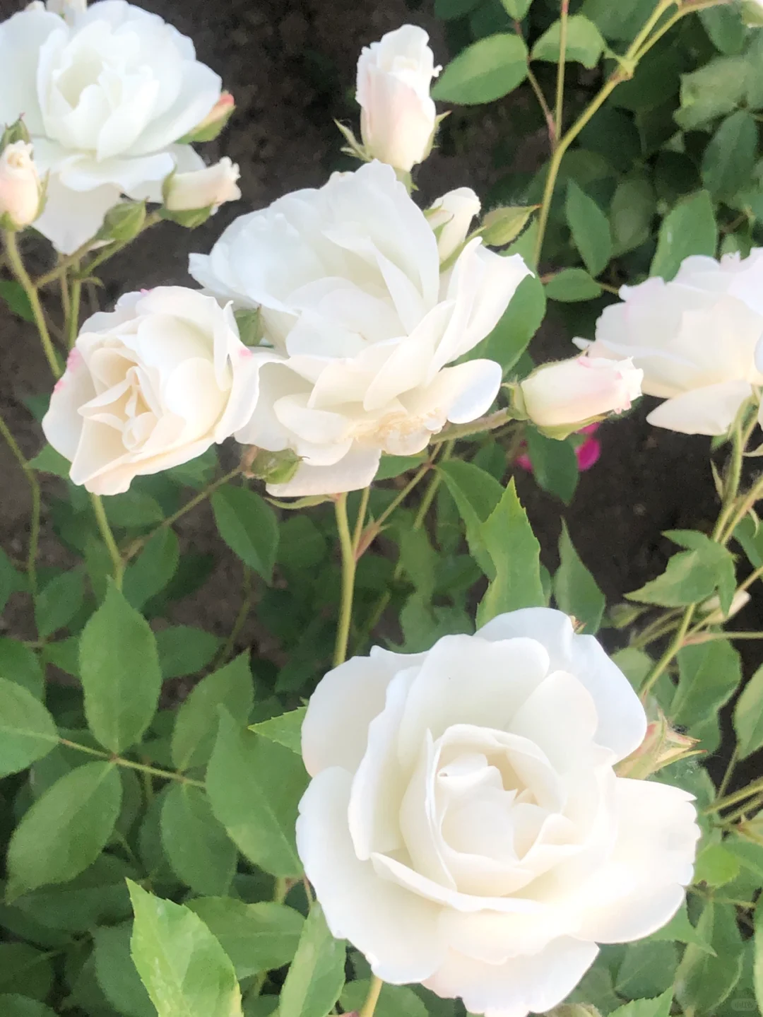 娇艳欲滴的花朵