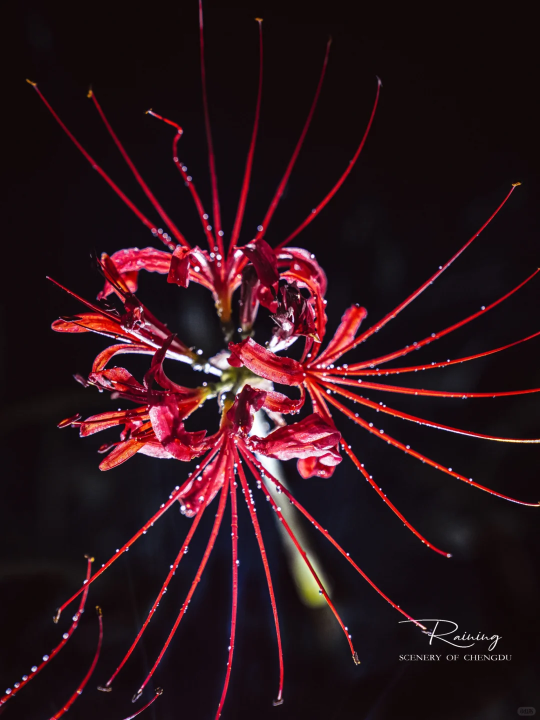暗夜里的彼岸花是妖艳杀手🌺丨附拍摄技巧