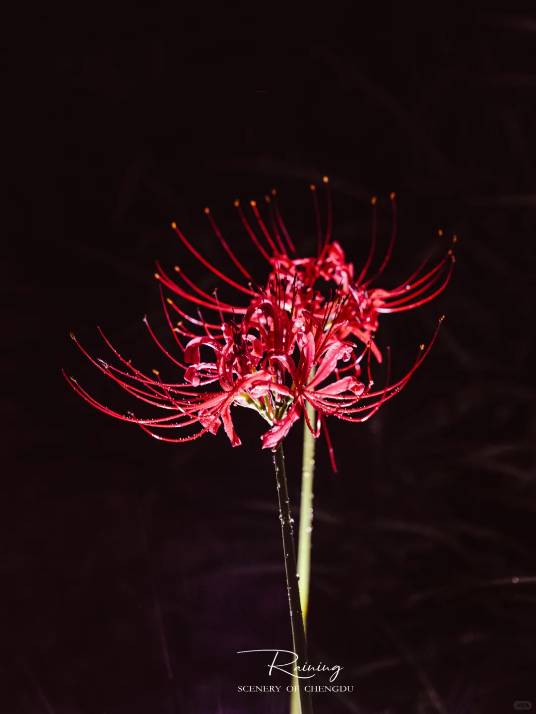 暗夜里的彼岸花是妖艳杀手🌺丨附拍摄技巧