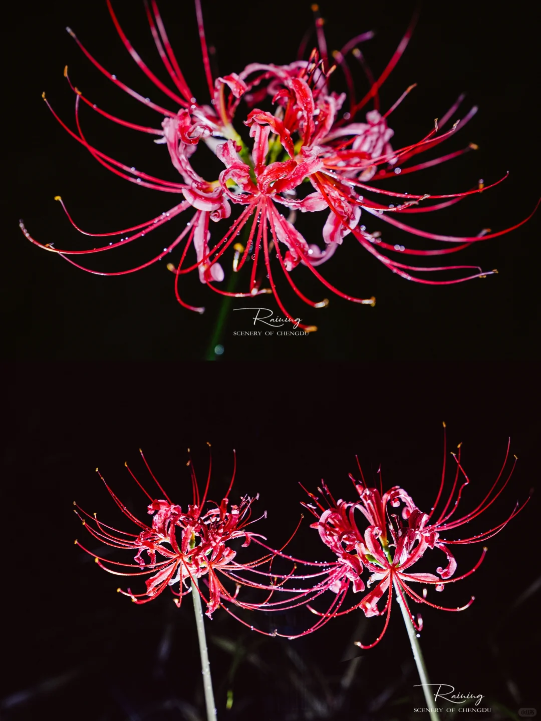 暗夜里的彼岸花是妖艳杀手🌺丨附拍摄技巧