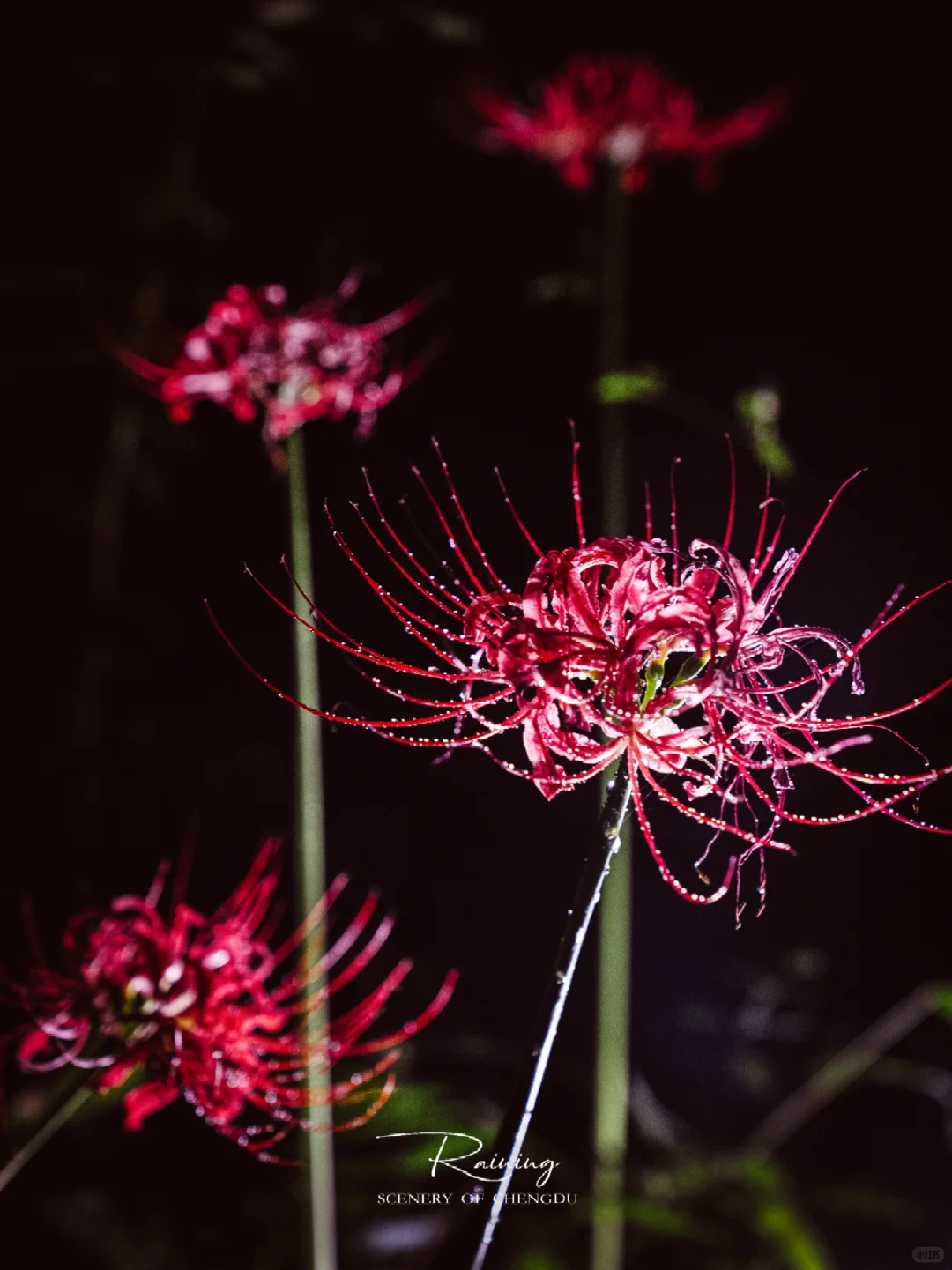 暗夜里的彼岸花是妖艳杀手🌺丨附拍摄技巧