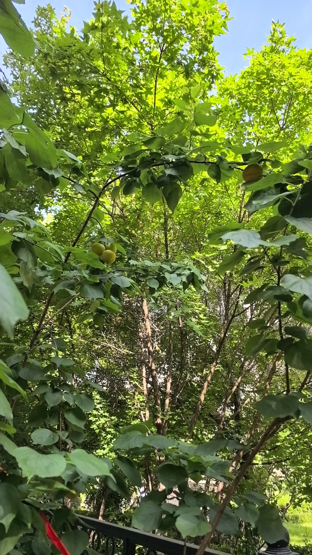 金地名京洋房一楼次新房出售
