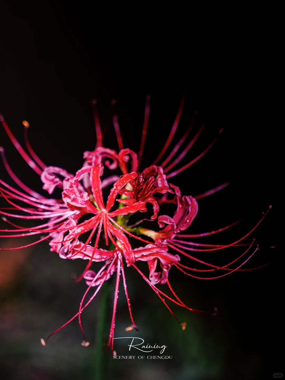 暗夜里的彼岸花是妖艳杀手🌺丨附拍摄技巧
