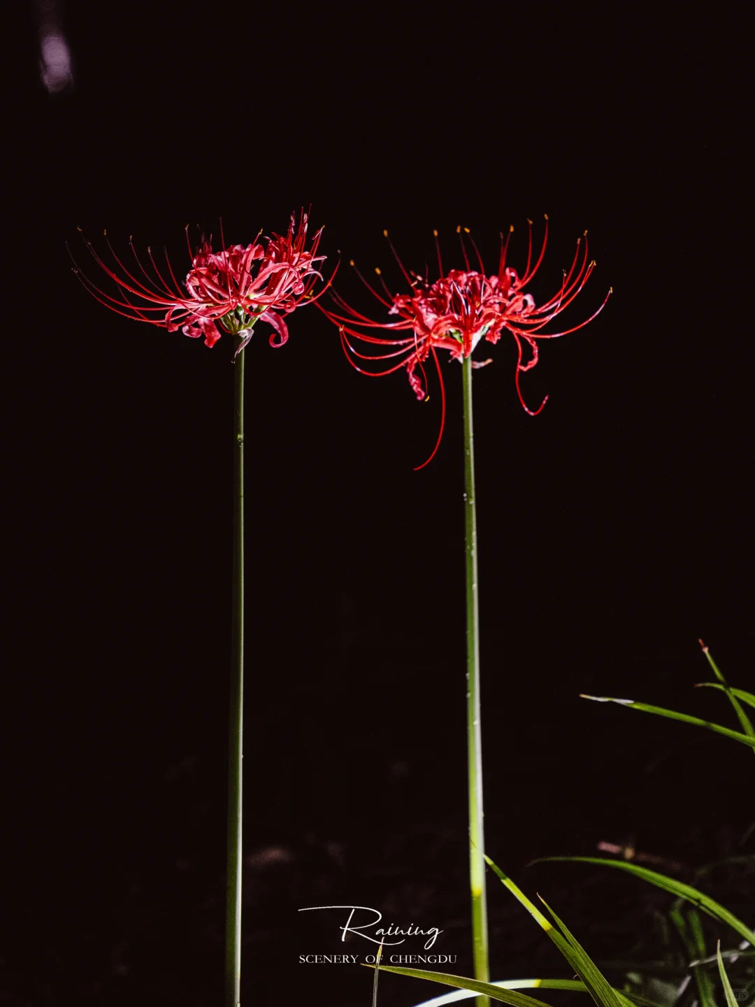 暗夜里的彼岸花是妖艳杀手🌺丨附拍摄技巧