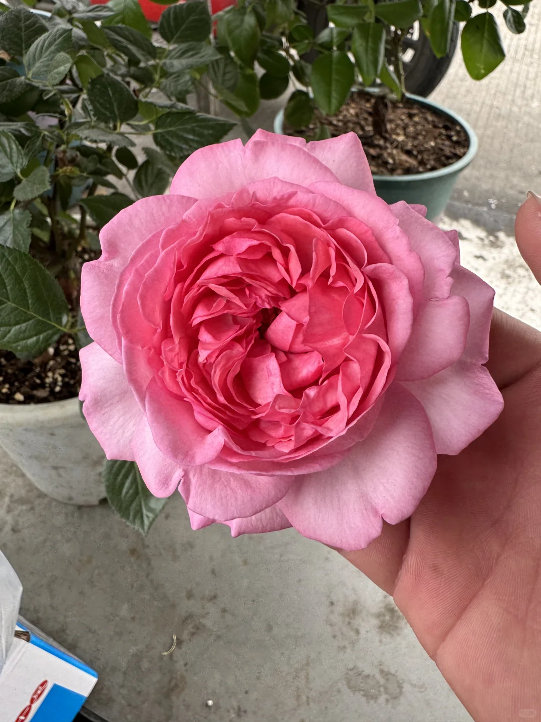 原来妖艳是荔枝香啊