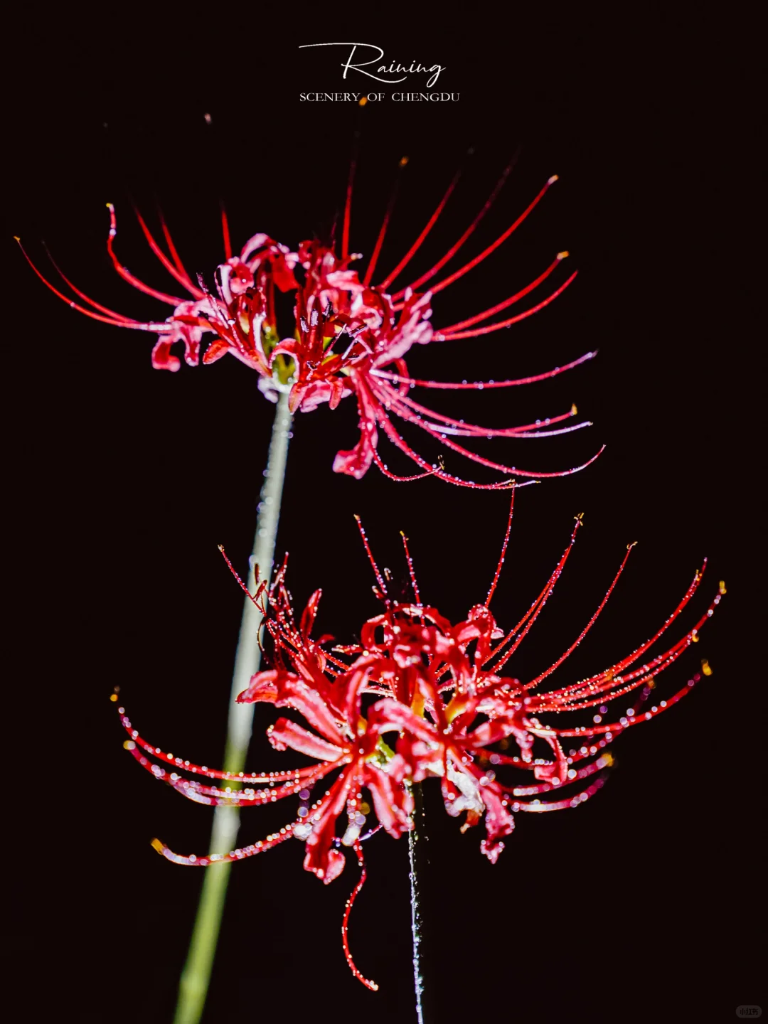 暗夜里的彼岸花是妖艳杀手🌺丨附拍摄技巧